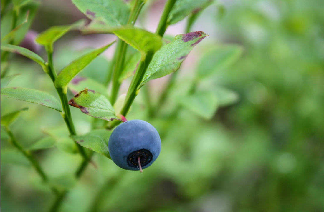 How Ginkgo Leaf Extract and Blueberry Seed Oil Protect and Revitalize Aging Skin