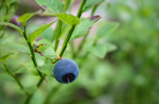 How Ginkgo Leaf Extract and Blueberry Seed Oil Protect and Revitalize Aging Skin