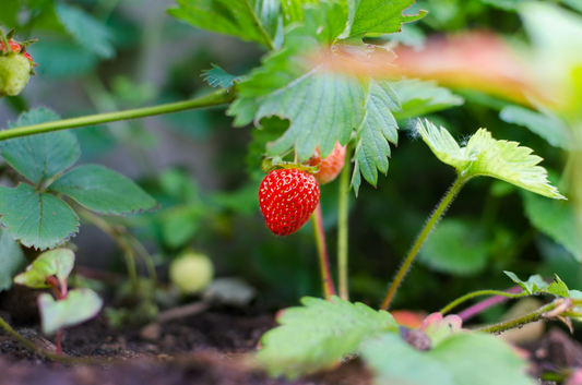 The Role of Strawberry Seed Oil in Skincare