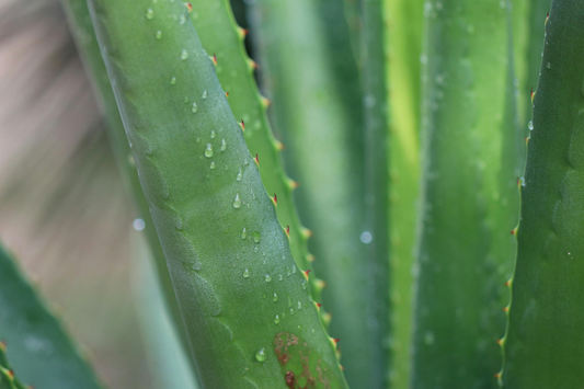 The Benefits of Aloe Juice in Skincare And Why It’s Perfect for Makeup Removal