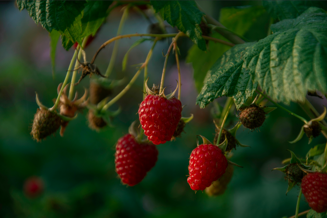 Raspberry Extract in Skincare – Unlocking Natural Antioxidants for Radiant Skin